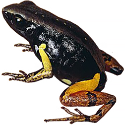 Bernhard's Mantella